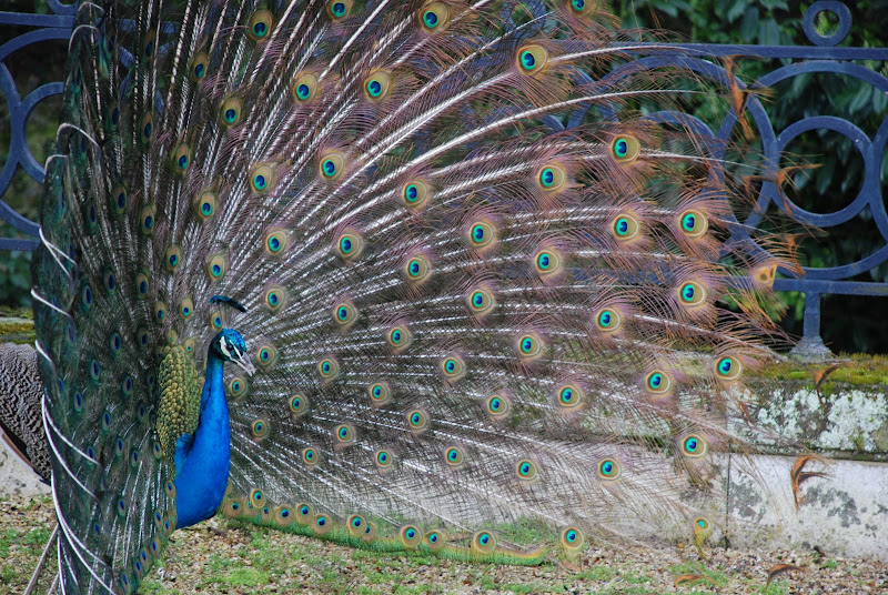 Les Photos de la Sortie FZ - PARIS PARC de BAGATELLE (16/03) DSC_0278